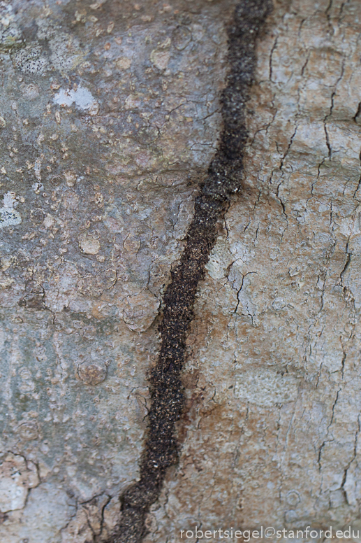 termite trail